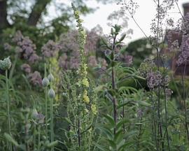 GreatGardens:GreatDixter